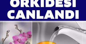 Orkideniz Eskisinden Daha Canlı Olacak