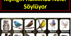 Doğduğunuz ayın kuşu karakteriniz hakkında neler söylüyor 