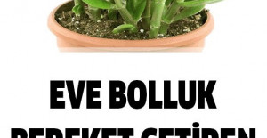 Evlere Bolluk Bereket Getiren Bitki
