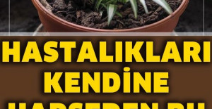 Hastalıkları Kendine Hapseden Bu Çiçek Her Evde Olmalı