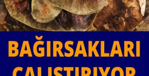 Bağırsakları çalıştırıyor etkili şekilde zayıflatıyor