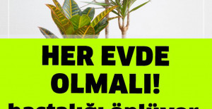 Hastalıkları Önleyen Çiçekler Her Evde Olmalı