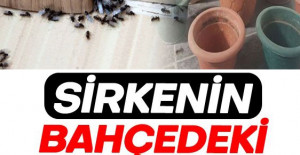 Sirkenin Bahçenizdeki Süper Kullanım Alanları