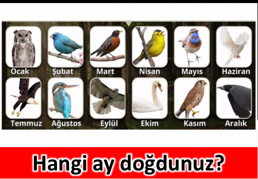 Doğduğunuz ayın kuşu karakteriniz hakkında neler söylüyor  - 2