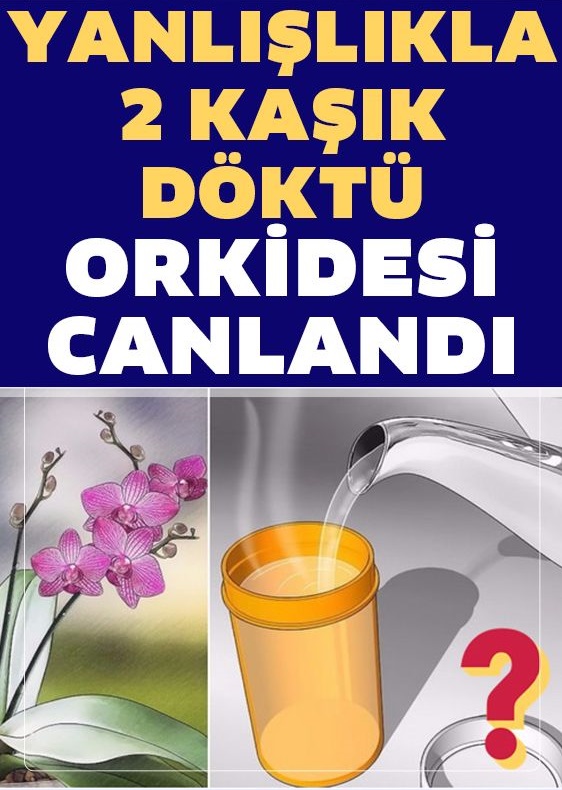 Orkideniz Eskisinden Daha Canlı Olacak - 1
