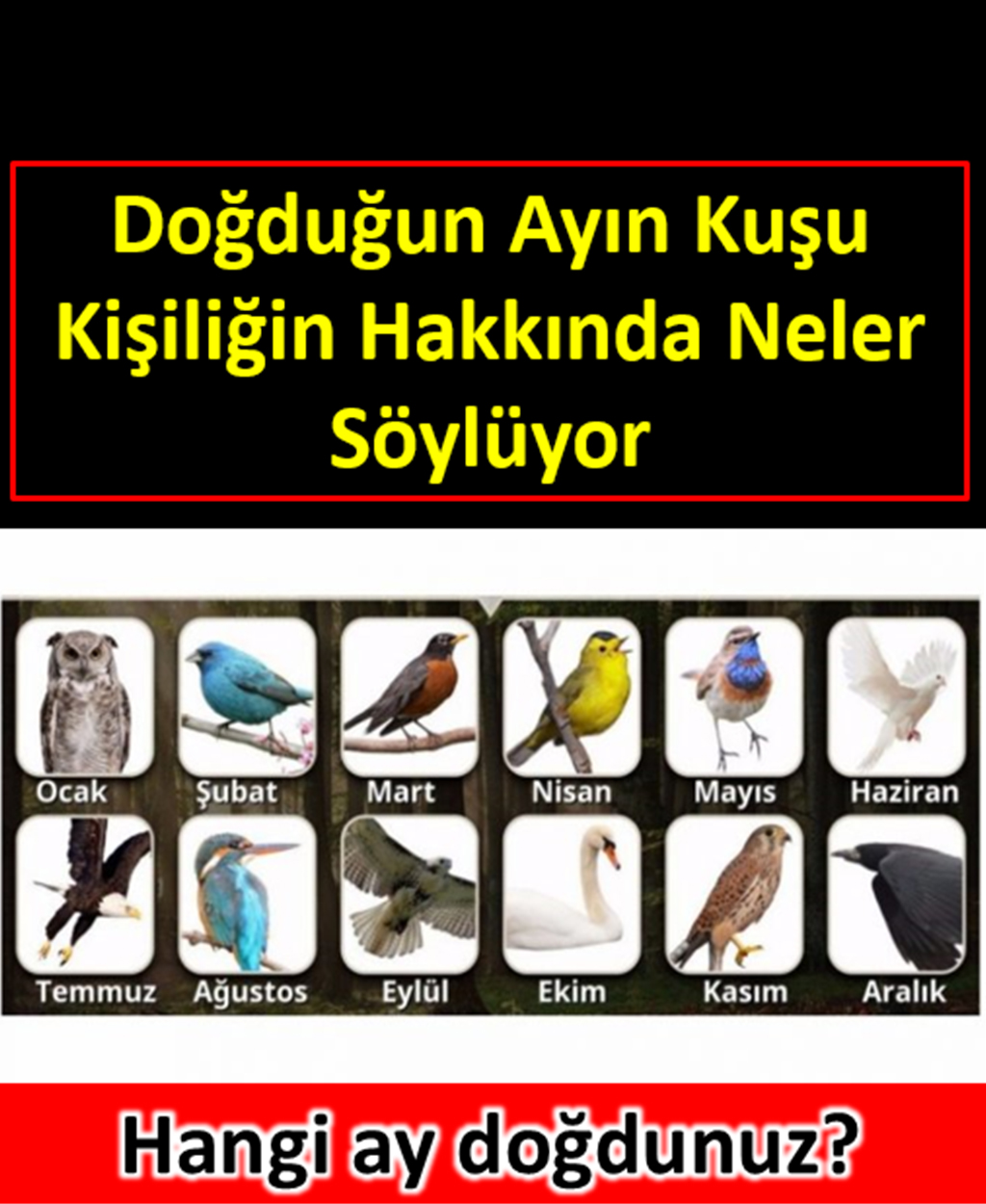 Doğduğunuz ayın kuşu karakteriniz hakkında neler söylüyor  - 1