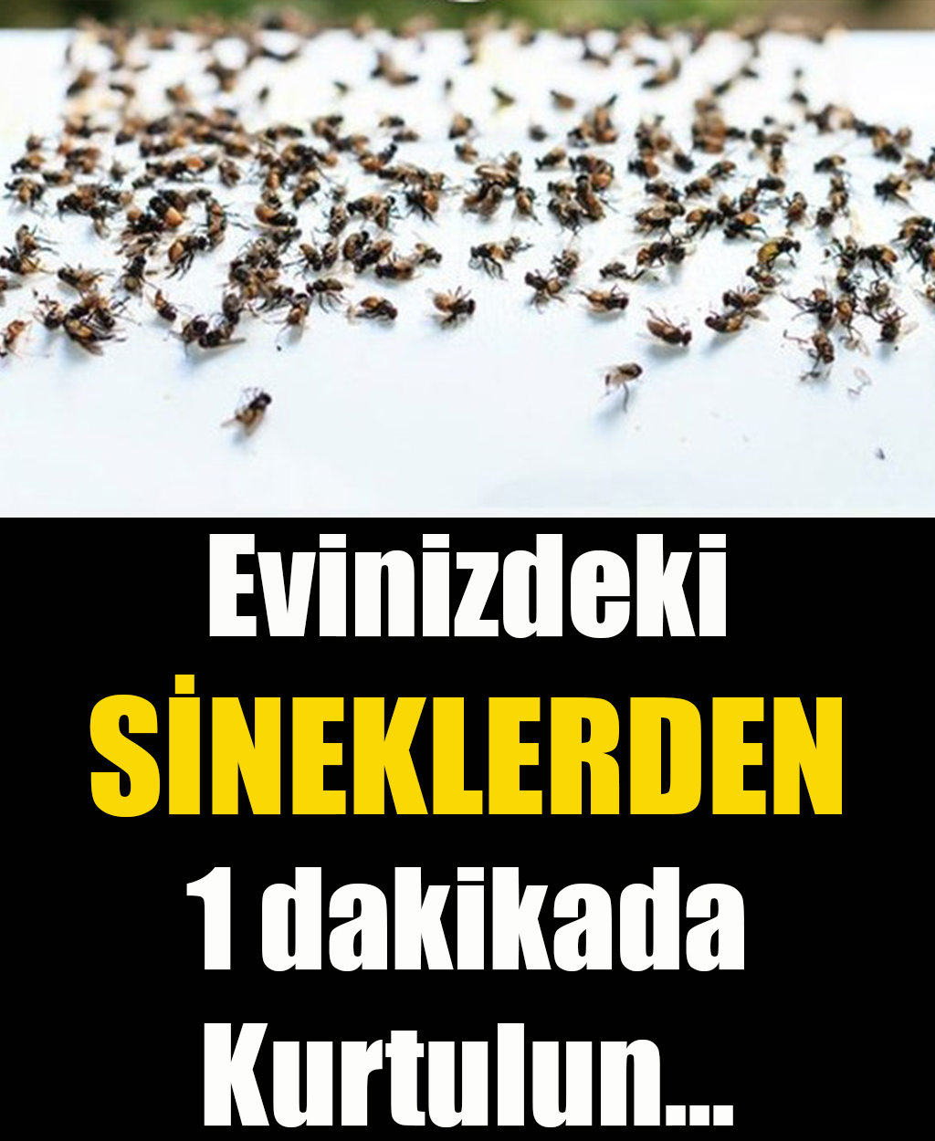 Evinizdeki Sineklerden 1 Dakikada Kurtulun	 - 1