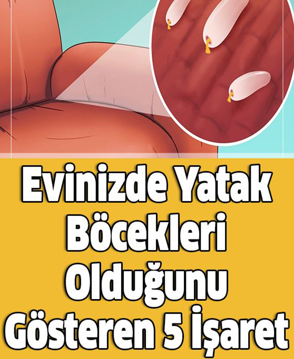 Evinizde Yatak Böcekleri Olduğunu Gösteren 5 İşaret - 1