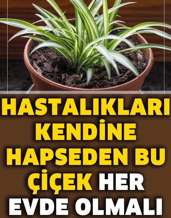 Hastalıkları Kendine Hapseden Bu Çiçek Her Evde Olmalı - 1