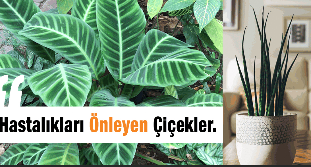 Hastalıkları Önleyen Çiçekler Her Evde Olmalı - 3