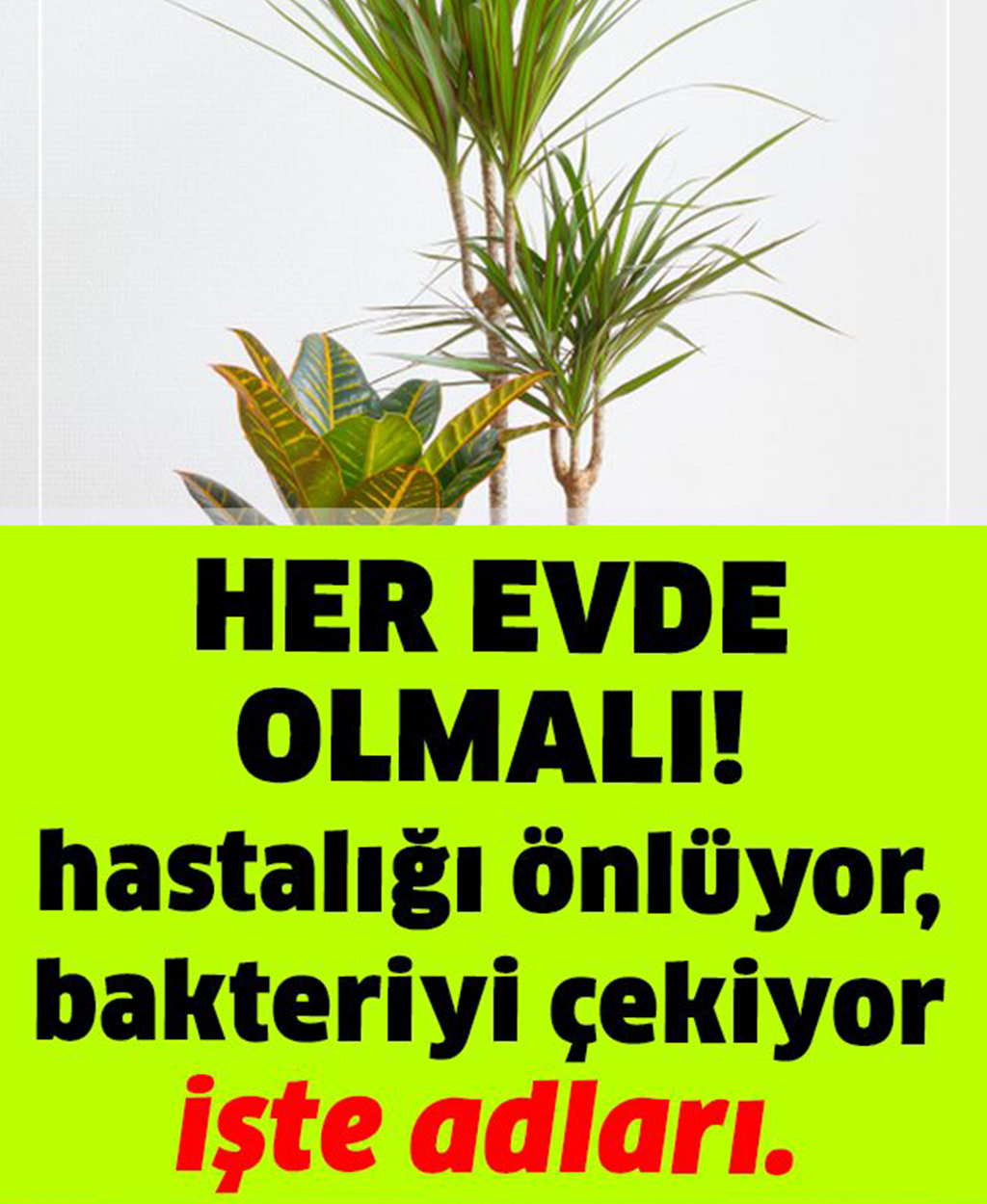 Hastalıkları Önleyen Çiçekler Her Evde Olmalı - 1