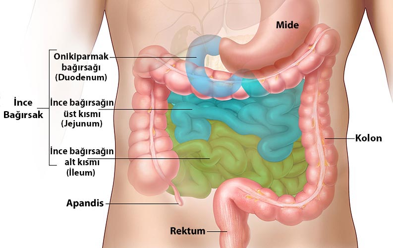 Mide ve Bağırsak Kanaması Nasıl Anlaşılır? Belirtileri Nelerdir? - 6