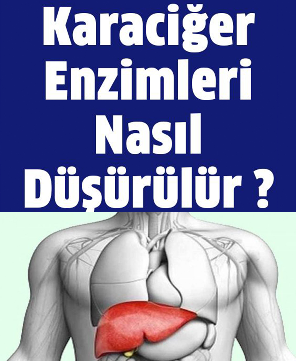 Karaciğer Enzimleri Nasıl Düşürülür ? - 1