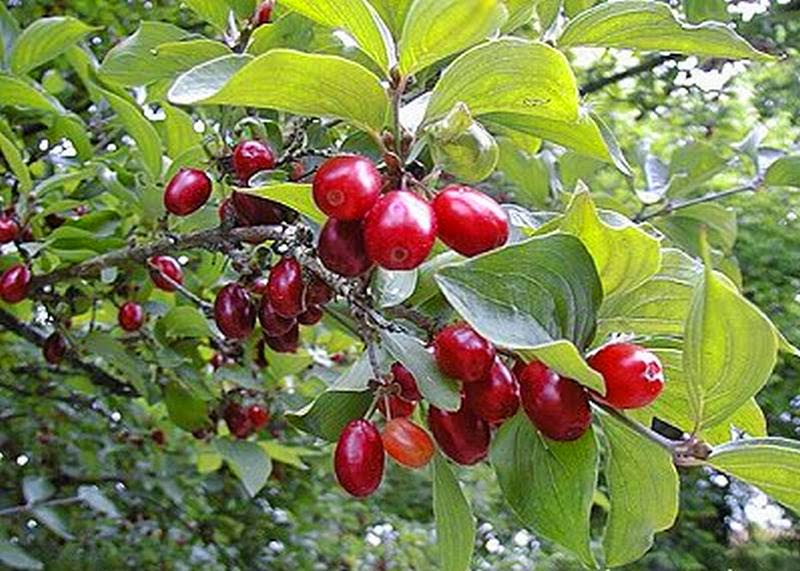 Damarlarınızı Doğal Gıdalarla Temizlemenin Yolları - 3