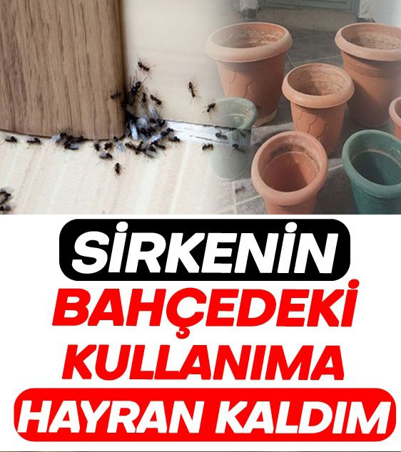 Sirkenin Bahçenizdeki Süper Kullanım Alanları - 1